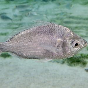 Jenny Mojarra (Eucinostomus gula)