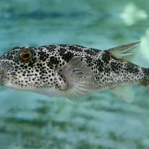 Checkered Puffer (Sphoeroides testudineus)