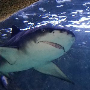 Sicklefin Lemon Shark