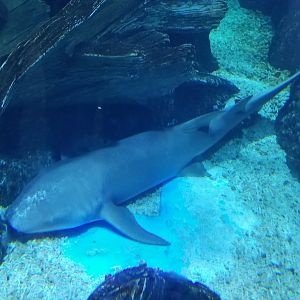 Tawny Nurse Shark