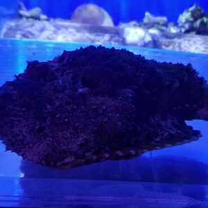 Reef Stonefish
