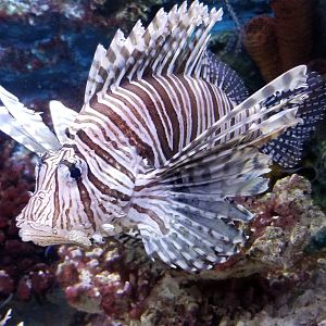 Red Lionfish