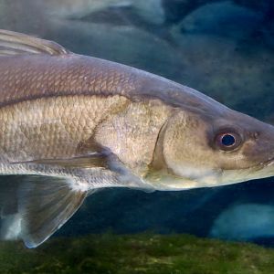 Common Snook (Centropomus undecimalis)