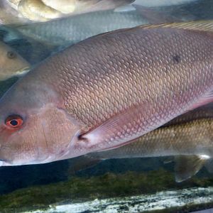 Mutton Snapper (Lutjanus analis)