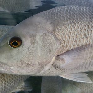 Gray Snapper (Lutjanus griseus)