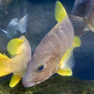 Schoolmaster Snapper (Lutjanus apodus)