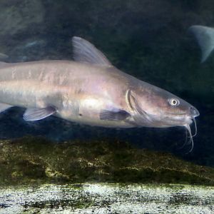 Hardhead Sea Catfish (Ariopsis felis)