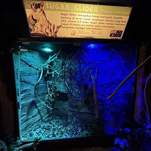 Sugar Glider Exhibit