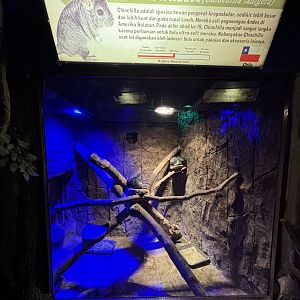 Chinchilla Exhibit