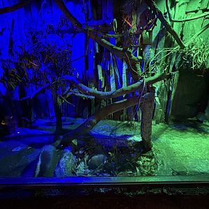 Javan Ferret Badger Exhibit