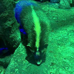 Javan Ferret Badger