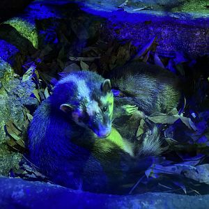 Javan Ferret Badgers
