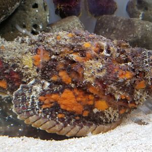 Reef Stonefish