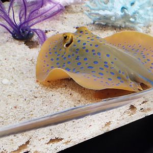 Bluespotted Ribbontail Ray