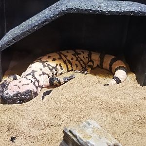 Gila Monster