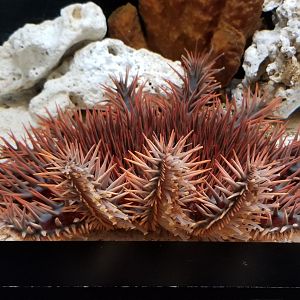 Crown of Thorns Starfish