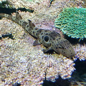 Epaulette Shark