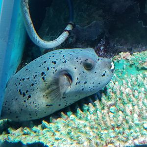 Blackspotted Puffer