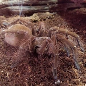 Goliath Birdeater