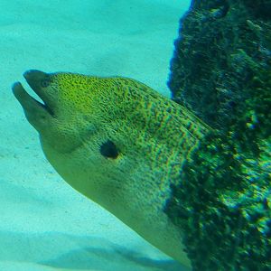 Giant Moray