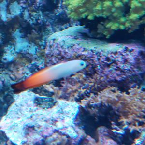 Fire Goby