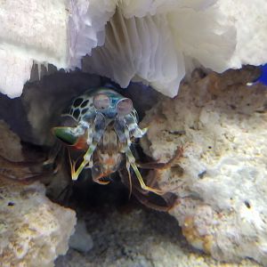 Peacock Mantis Shrimp