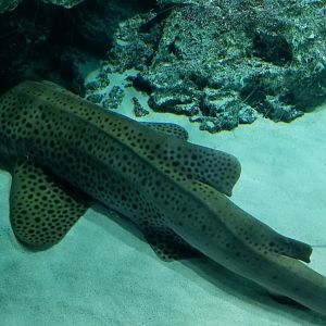Zebra Shark