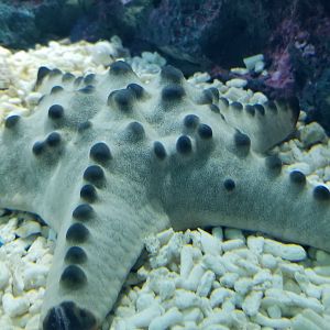 Chocolate Chip Sea Star