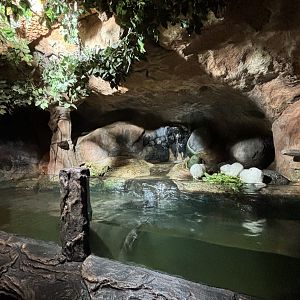 Nutria Exhibit #4 - albino