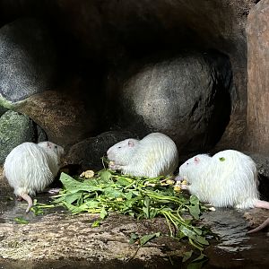 Nutria Exhibit #4 - albino
