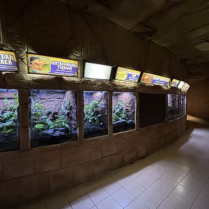 Amphibian Terrariums