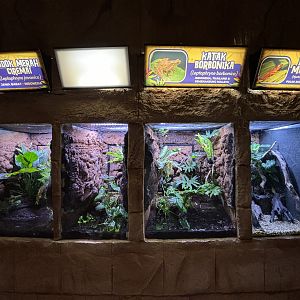 Amphibian Terrariums