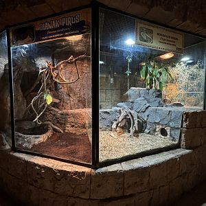 Monocled Cobra Exhibit #1