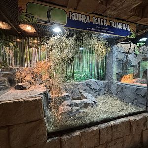 Monocled Cobra Exhibit #2