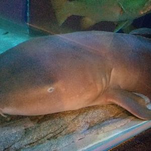 Nurse Shark