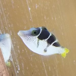 Blacksaddle Filefish