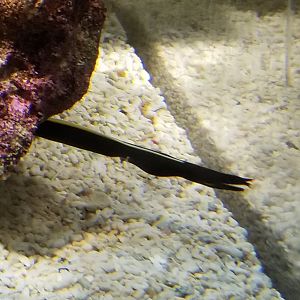 Ribbon Eel