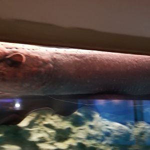 Electric Eel