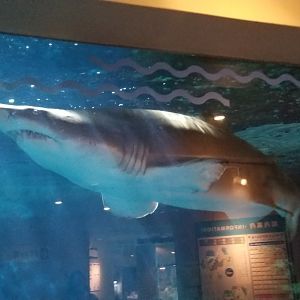 Sand Tiger Shark