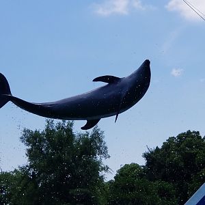 Dolphin Flipping
