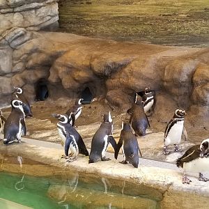African Penguin