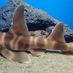 Japanese Bullhead Shark