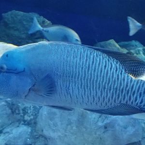 Humphead Wrasse