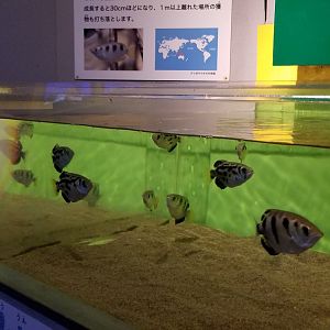 Archerfish Exhibit