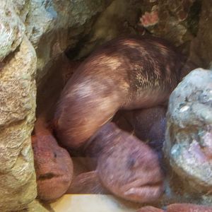 Bering Wolffish