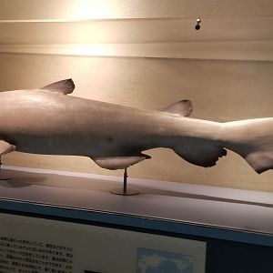 Goblin Shark Model