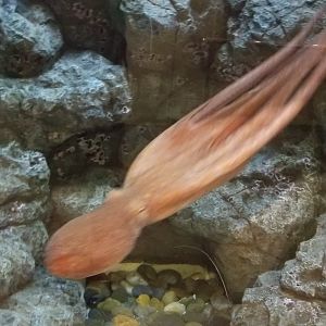 Giant Pacific Octopus
