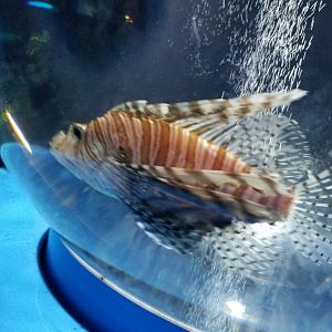 Red Lionfish