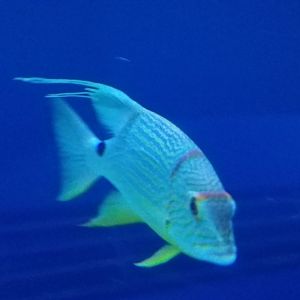 Sailfin Snapper