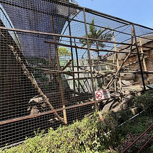 Common Brown Lemur Exhibit